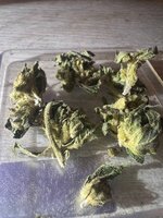 IMG_0541.jpeg
