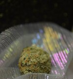 IMG_2736.jpeg