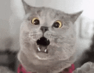 IMG_5358.gif