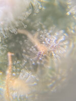 IMG_7346.jpeg
