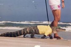 завантаження (10).jpg завантаження (10).jpg