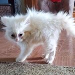 IMG_1874.jpeg