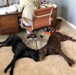 IMG_1876.jpeg
