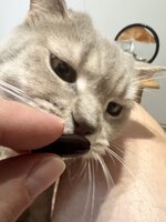 IMG_1523.jpeg