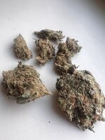 IMG_5494.jpeg