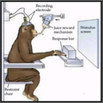 monkey.png