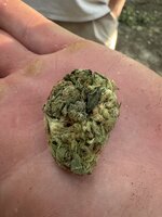 IMG_3884.jpeg