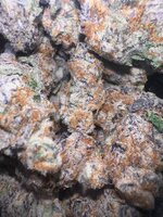 IMG_8565.jpeg
