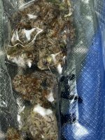 IMG_2096.jpeg