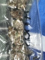 IMG_2095.jpeg