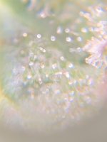 IMG_7386.jpeg