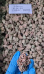 Lilac Diesel RBX2.jpg
