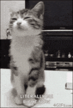 IMG_3002.gif