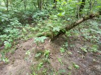 IMG_20250622_155634.jpg