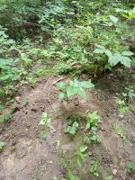 IMG_20250622_155628.jpg