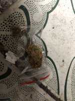 IMG_4793.jpeg IMG_4793.jpeg