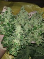 IMG_2053.jpeg