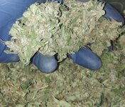 IMG_2054.jpeg