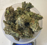 IMG_7851.jpeg