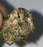 IMG_9674.jpeg
