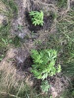 IMG_1136.jpeg