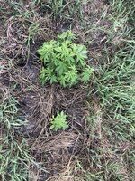 IMG_1137.jpeg