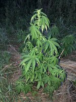 IMG_1141.jpeg