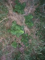 IMG_1147.jpeg
