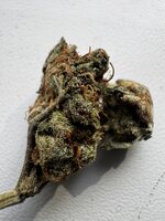 IMG_1307.jpeg