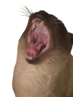 71.png