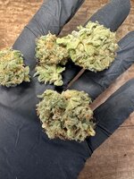 whitewidow.jpg