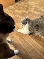 IMG_4171.jpeg