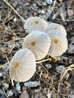 IMG_3581.jpeg