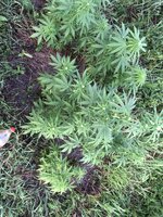 IMG_1188.jpeg
