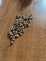 IMG_5473.jpeg
