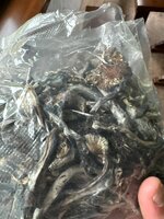 IMG_0491.jpeg