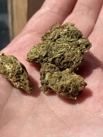 IMG_0244.jpeg