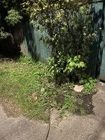 IMG_2137.jpeg