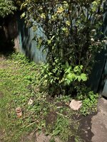 IMG_2136.jpeg