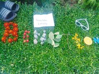 IMG_20250802_130516.jpg