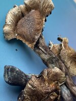 IMG_0376.jpeg