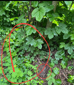 IMG_8398.jpeg