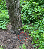 IMG_8401.jpeg