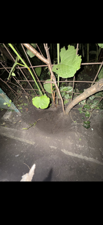 IMG_0701.png