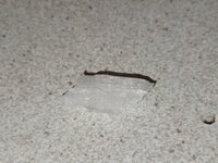 IMG_0550.jpeg IMG_0550.jpeg