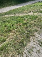 IMG_0264.jpeg