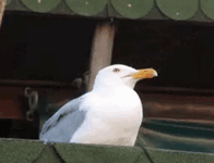 VID_20250822_004640_887.gif