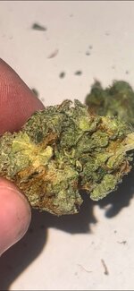 IMG_3176.jpeg