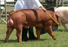 Duroc_Boar_-_Best_of_Breed_(3715913179).jpg
