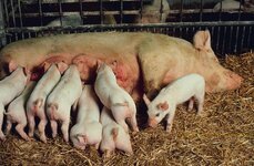Pig_litter_USDA.jpg